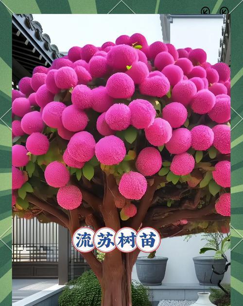流苏种子最佳种植季节是什么时候？