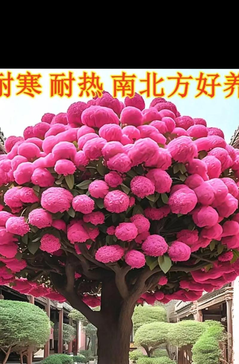 流苏种子最佳种植季节是什么时候？
