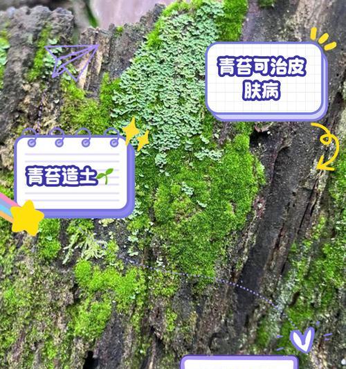 苔藓植物在绿化中有什么作用？