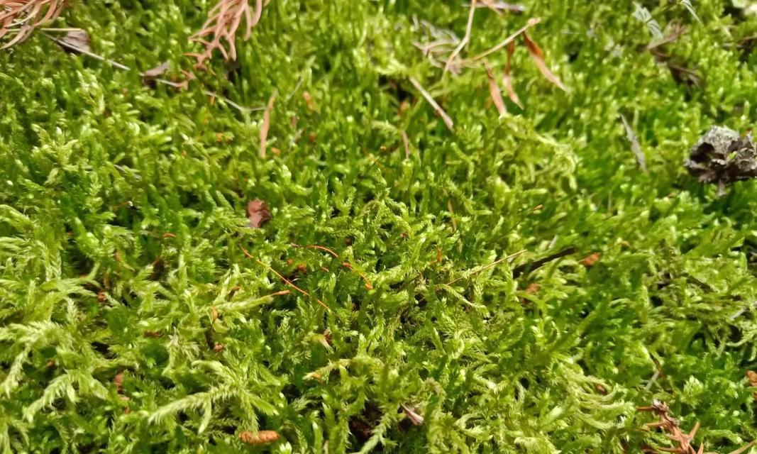 苔藓植物在绿化中有什么作用？