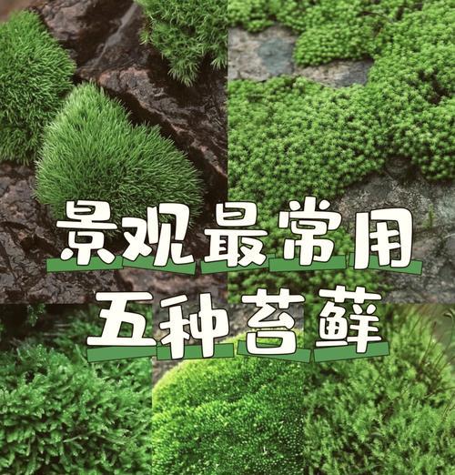 苔藓植物在绿化中有什么作用？