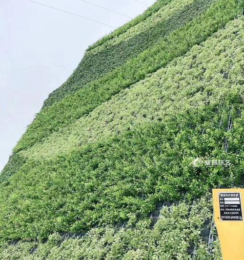 公路护坡适合种植哪些树种？选择树种的标准是什么？