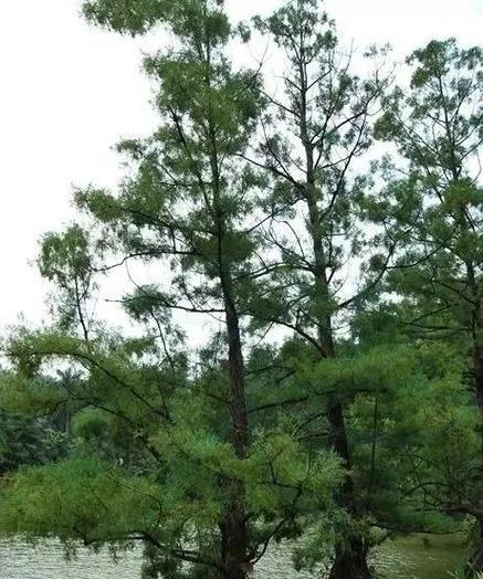 水松如何种植？水松种植需要注意哪些问题？
