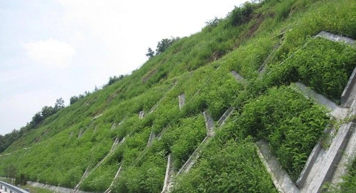 边坡适合种植哪些树种？种植这些树种如何防止水土流失？