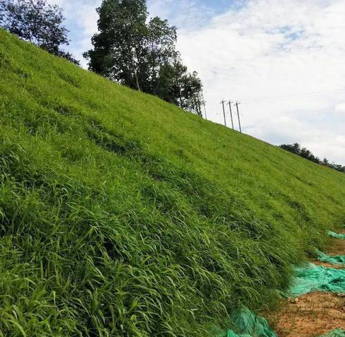 边坡适合种植哪些树种？种植这些树种如何防止水土流失？