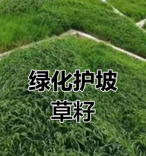 边坡适合种植哪些树种？种植这些树种如何防止水土流失？