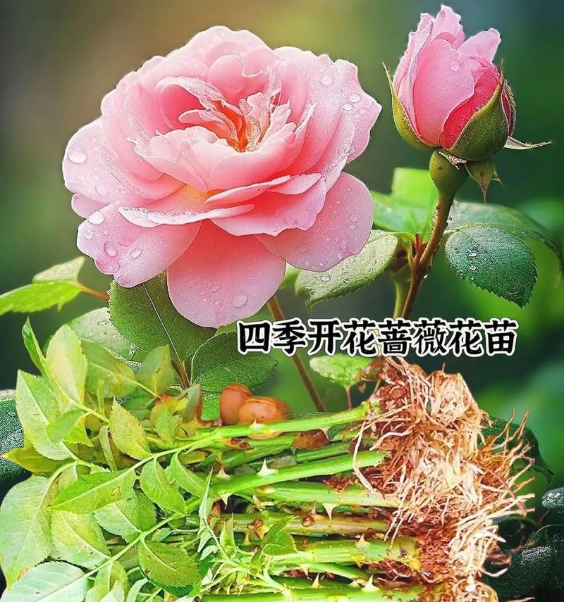 蔷薇通常在哪个季节开花？