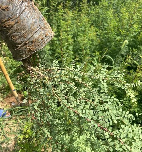 黄刺玫怎么种植？种植黄刺玫有哪些要点？
