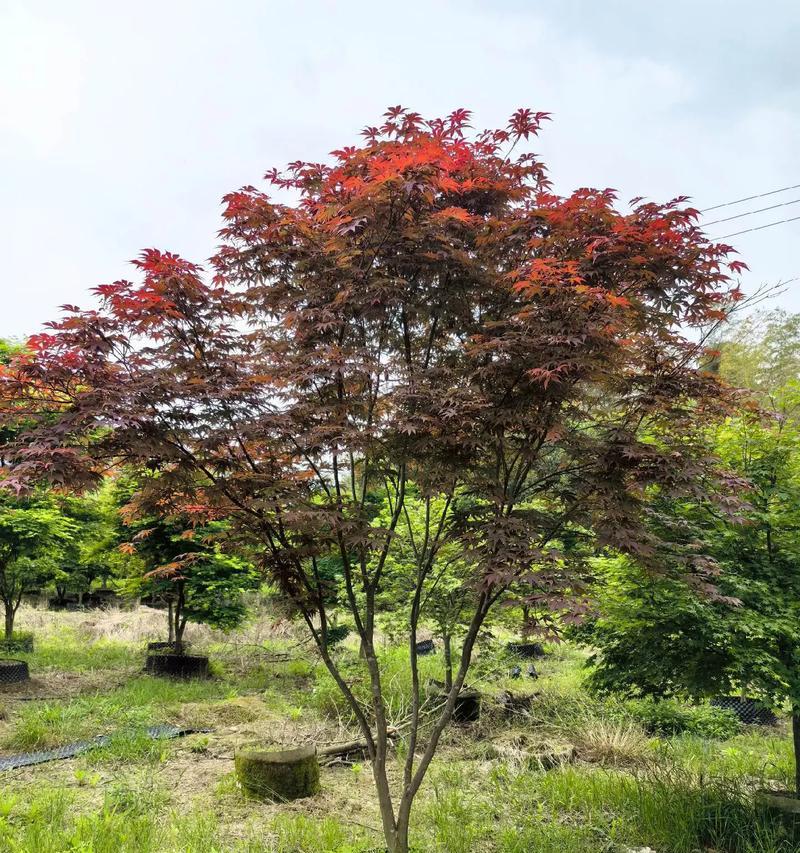 红枫种植需要注意哪些要点？