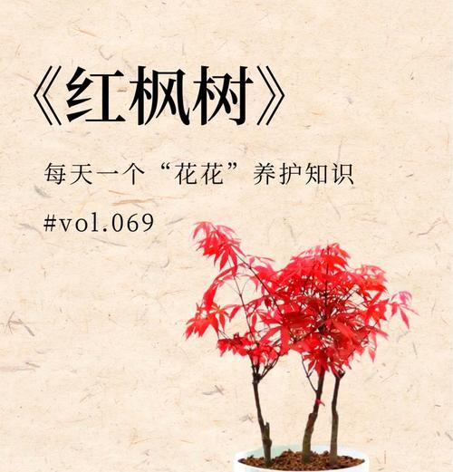 红枫种植需要注意哪些要点？