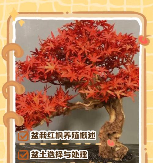 红枫种植需要注意哪些要点？