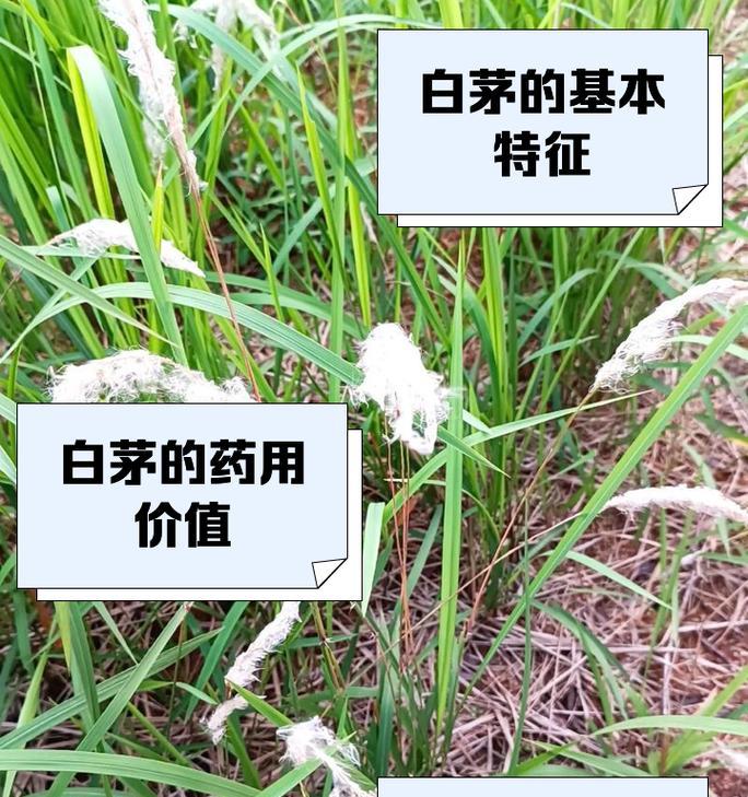 白茅如何种植？种植白茅有哪些要点？