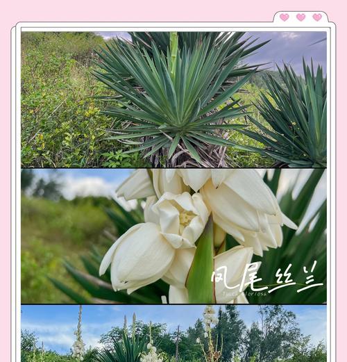 丝兰种植有哪些注意事项？