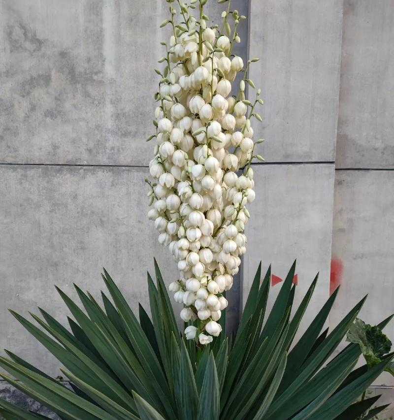丝兰种植有哪些注意事项？