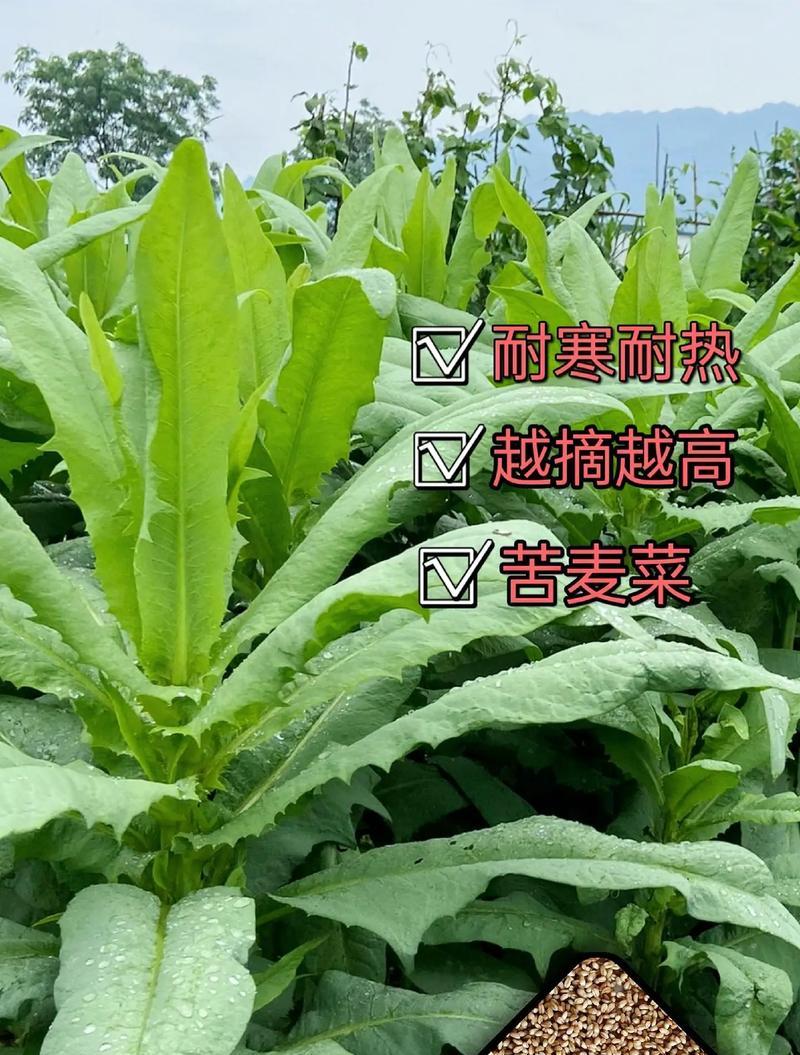 苦麦菜需要在多少温度下种植？种植苦麦菜的最佳温度是多少？