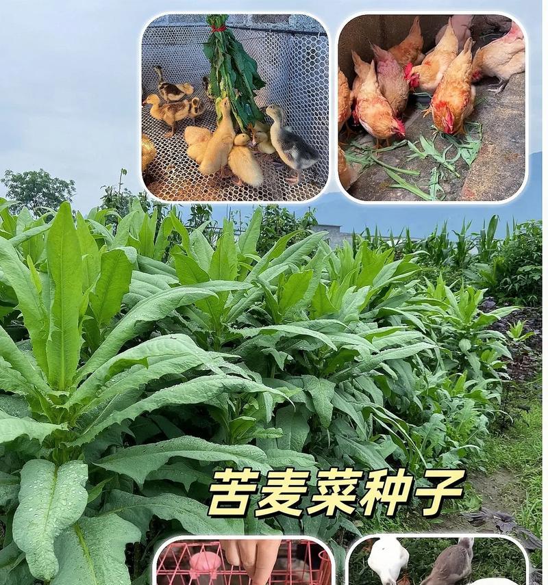 苦麦菜需要在多少温度下种植？种植苦麦菜的最佳温度是多少？