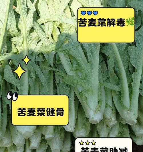 苦麦菜需要在多少温度下种植？种植苦麦菜的最佳温度是多少？
