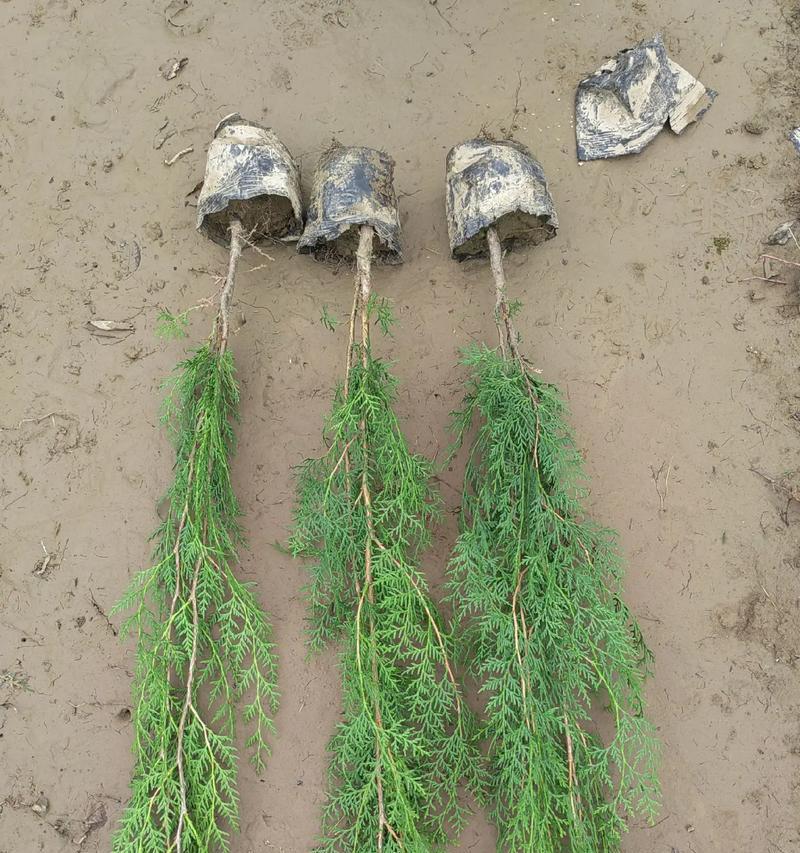 侧柏如何种植？侧柏种植需要注意哪些要点？