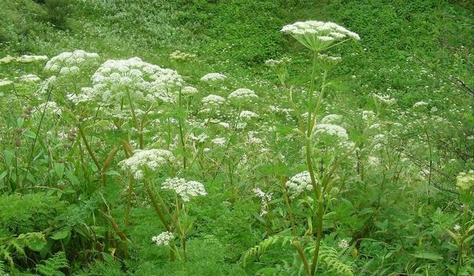 美脉藁本怎么种植？种植后如何管理？