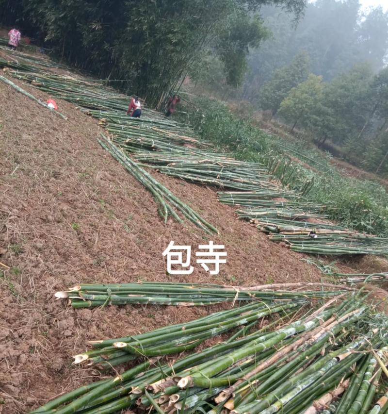 菲黄竹种植需要注意什么？如何确保其快速生长？