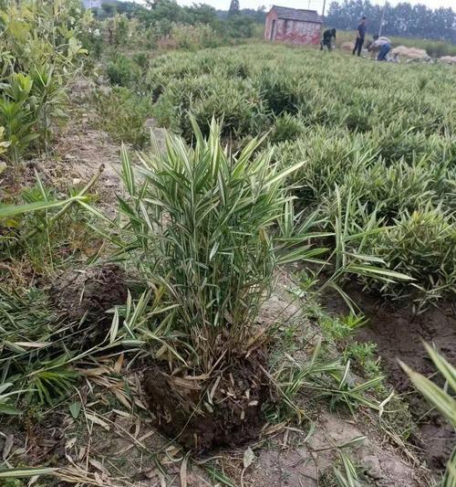 菲黄竹种植需要注意什么？如何确保其快速生长？