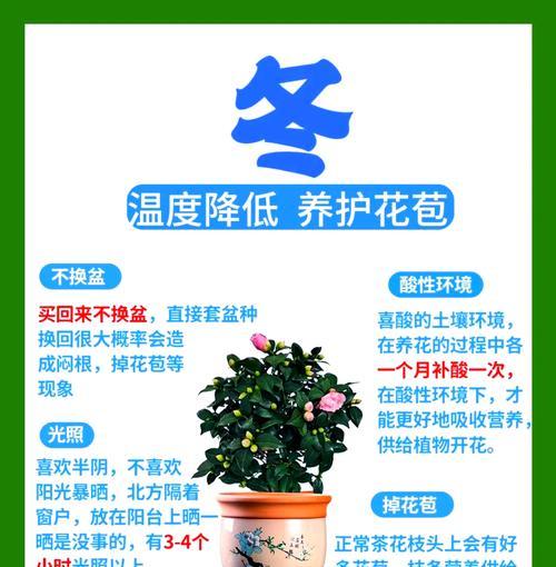 茶花种植有哪些要点？如何确保其健康生长？
