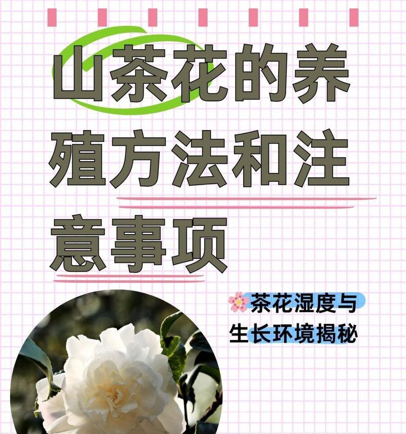 茶花种植有哪些要点？如何确保其健康生长？