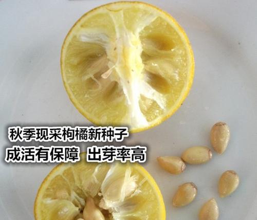 橘子种子长什么样？如何辨别橘子种子的真假？