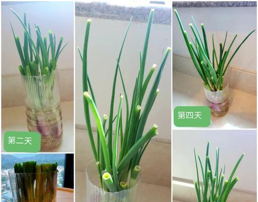 水葱怎么种植？种植水葱有哪些步骤？