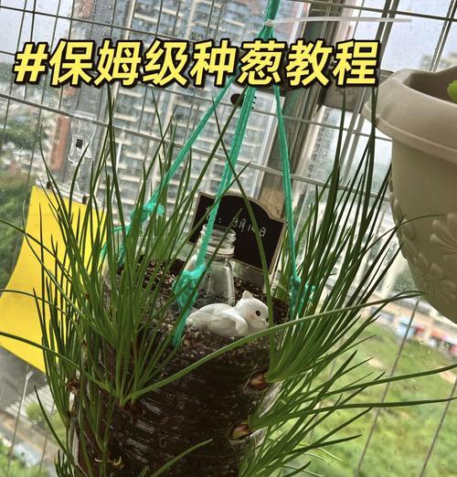 水葱怎么种植？种植水葱有哪些步骤？