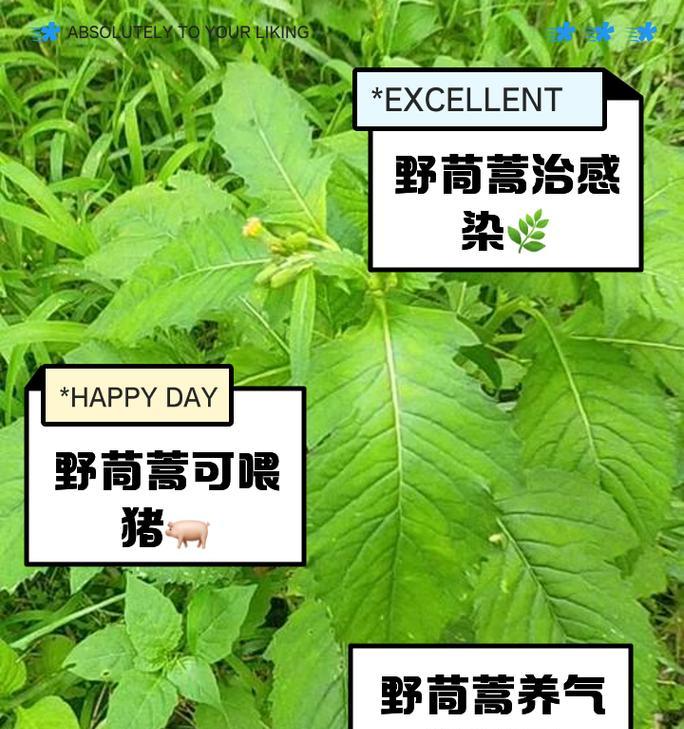 野茼蒿如何种植？有哪些种植技巧？