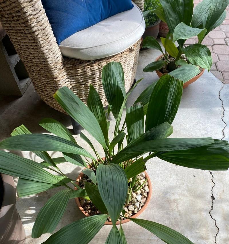 狭瓣贝母兰怎样种植？种植狭瓣贝母兰有哪些要点？