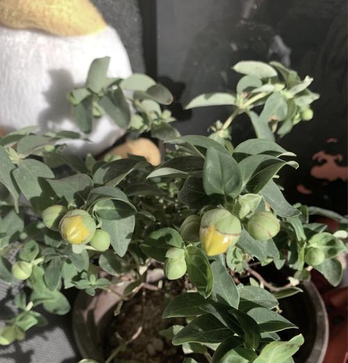 金丝梅的正确种植步骤有哪些？如何进行修剪？