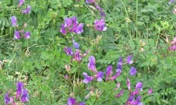 黑麦草和紫花苜蓿草混种可行吗？混种后有什么效果？
