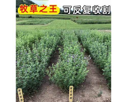 黑麦草和紫花苜蓿草混种可行吗？混种后有什么效果？