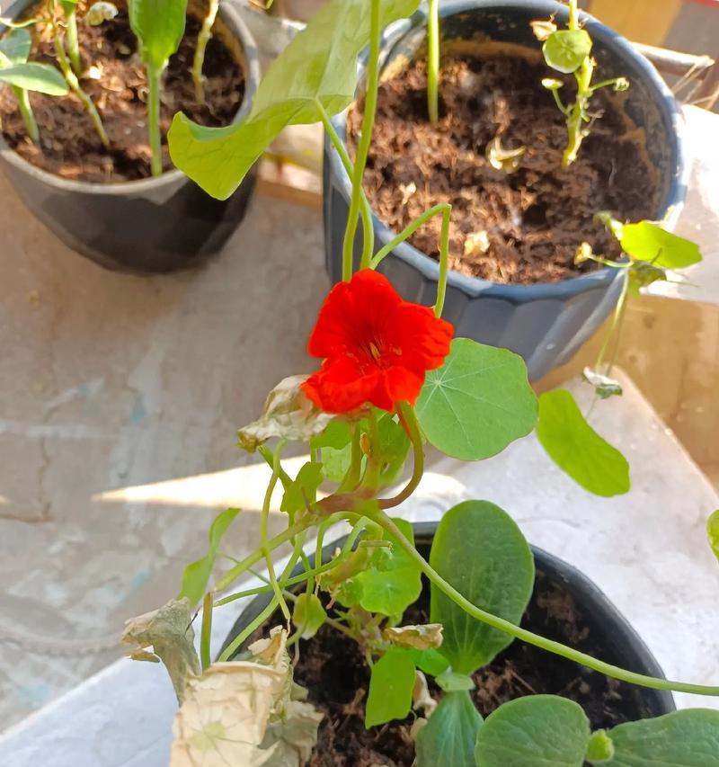 旱荷花能持续开花多久？