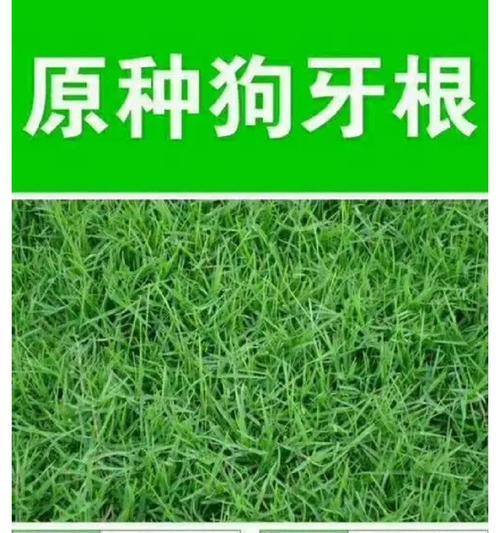 高端草坪通常采用哪些品种？这些品种有何特点？