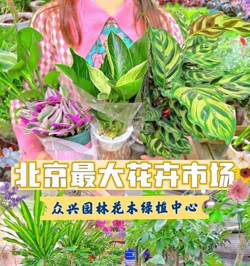 十大苗木花卉市场在哪里？如何选择合适的花卉市场？
