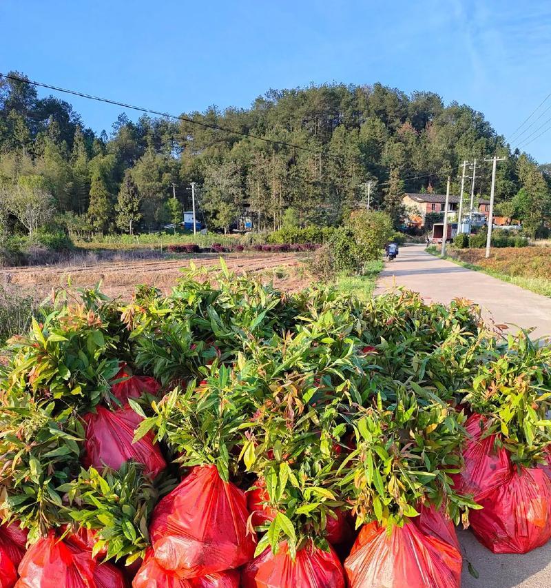 木荷种子收集的最佳时机和方法是什么？
