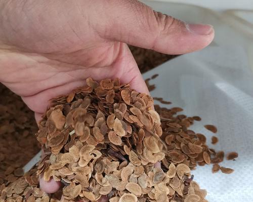 木荷种子收集的最佳时机和方法是什么？