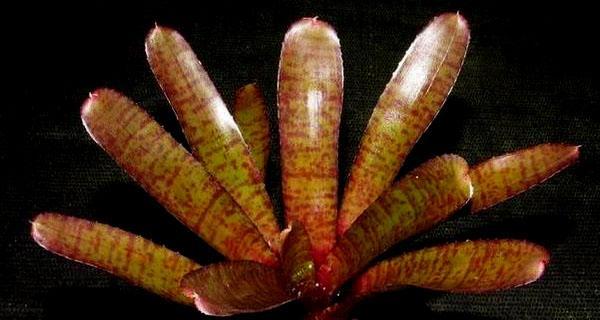 金边五彩凤梨如何种植？种植过程中有哪些要点？