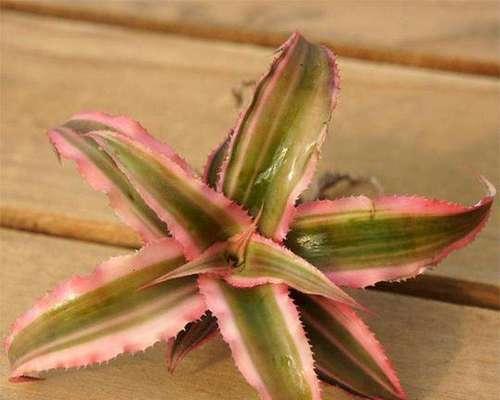 金边五彩凤梨如何种植？种植过程中有哪些要点？