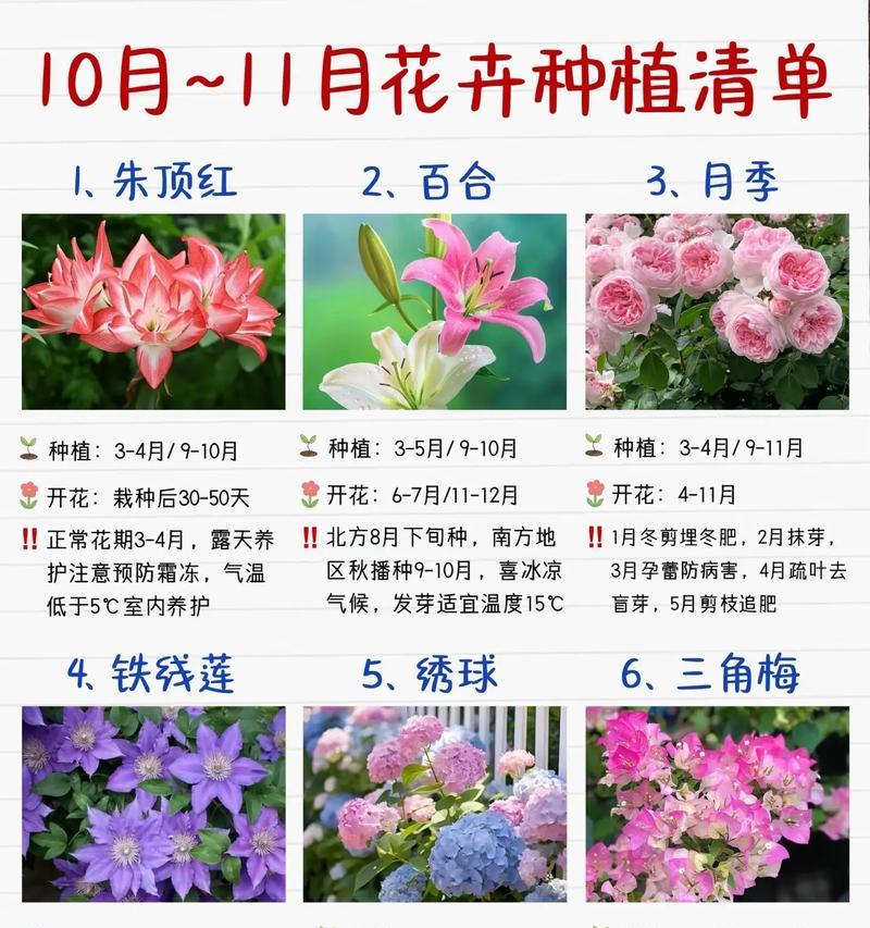 十一月花坛适合哪些草花？如何选择花坛草花的种类？