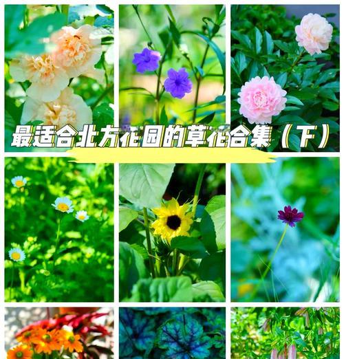 十一月花坛适合哪些草花？如何选择花坛草花的种类？
