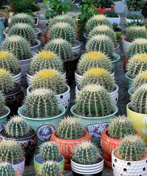 筒叶花月的养殖方法是什么？筒叶花月养殖中常见问题有哪些？