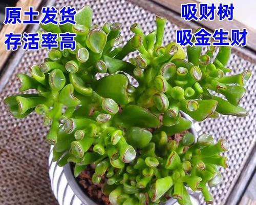 筒叶花月的养殖方法是什么？筒叶花月养殖中常见问题有哪些？
