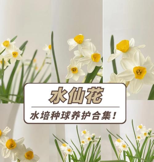 水仙花的种植技巧有哪些？如何确保水仙花健康生长？