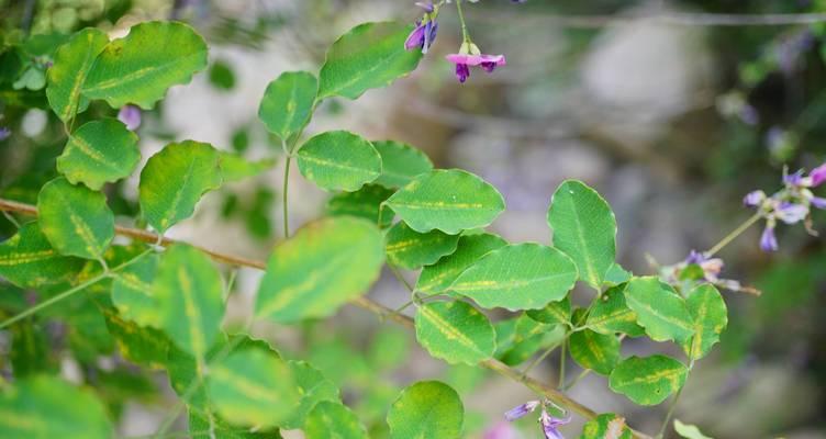 胡枝子怎么种植？种植过程中应注意什么？