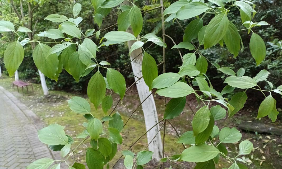 光皮树如何种植？种植光皮树有哪些技巧？