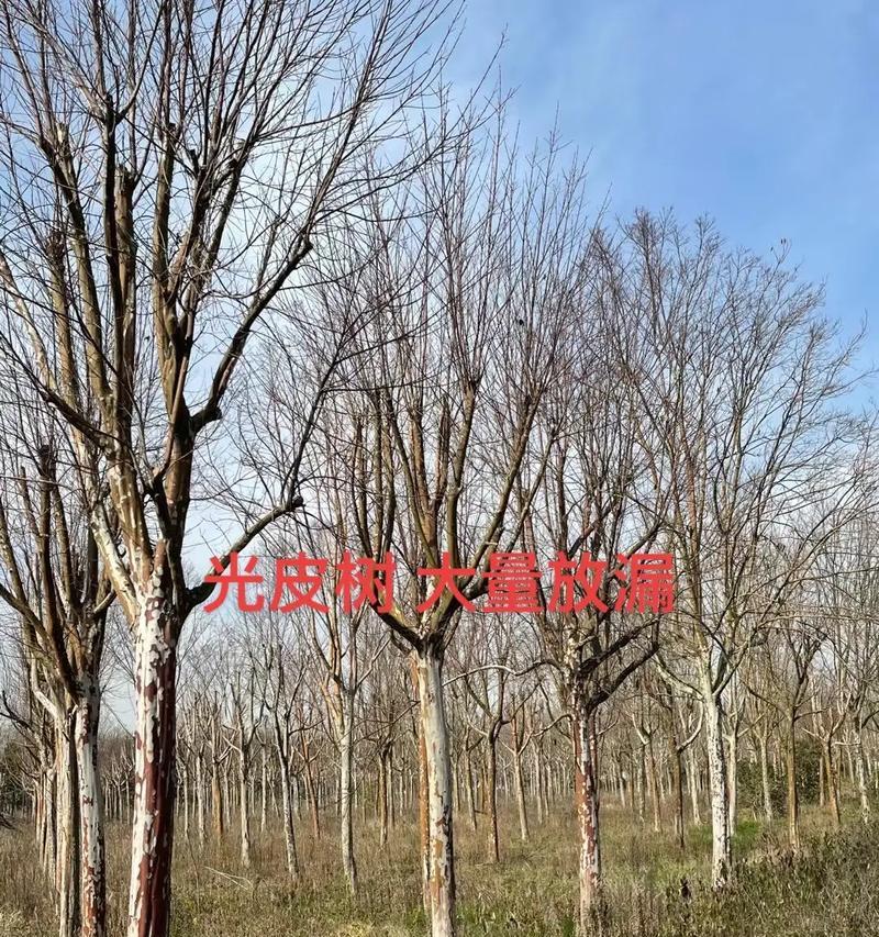 光皮树如何种植？种植光皮树有哪些技巧？